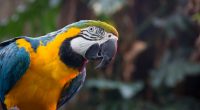 Blue and yellow macaw HD243202225 200x110 - Blue and yellow macaw HD - yellow, Macaw, Kitty, blue, and